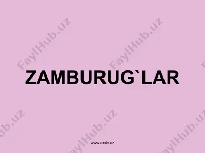 zamburug'lar — PPT
