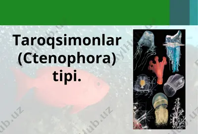 taroqsimonlar (ctenophora) tipi — PPT