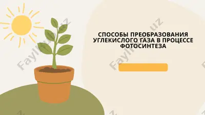 способы преобразования углекислого газа в процессе фотосинтеза — PPTX
