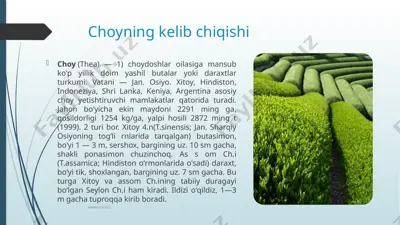 choyning kelib chiqishi — PPTX