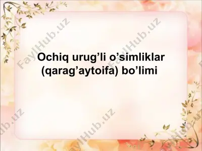 ochiq urug’li o’simliklar (qarag’aytoifa) bo’limi — PPT