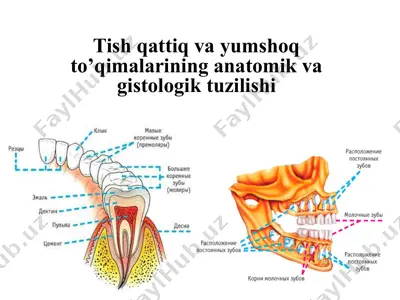 tish qattiq va yumshoq to’qimalarining anatomik va gistologik tuzilishi — PPTX