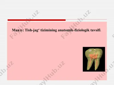 tish-jagʻ tizimining anatomik-fiziologik tavsifi — PPTX