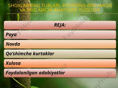 shoxlarning turlari. poyaning birlamchi va ikkilamchi anatomik tuzilishi — PPTX
