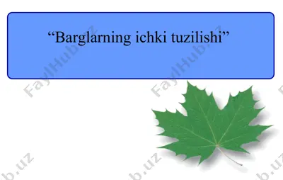 barglarning ichki tuzilishi — PPT
