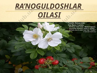 ra’noguldoshlar oilasi — PPTX