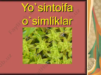 yo`sintoifa o`simliklar — PPT