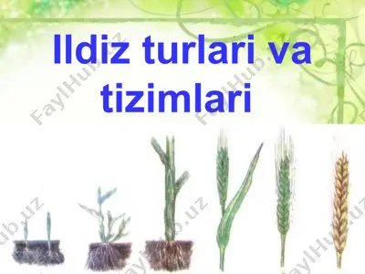 ildiz turlari va tizimlari — PPT