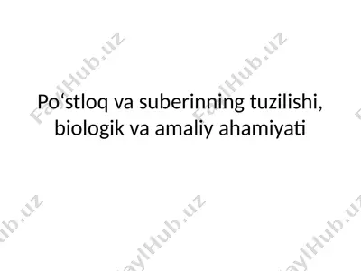 po‘stloq va suberinning tuzilishi, biologik va amaliy ahamiyati — PPTX
