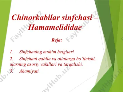 chinorkabilar sinfchasi – hamamelididae — PPTX
