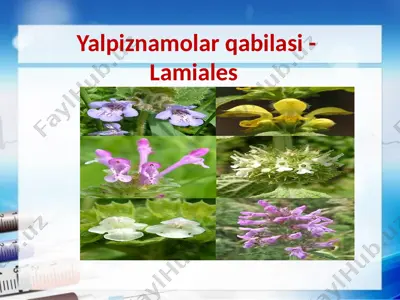 yalpiznamolar qabilasi - lamiales — PPTX