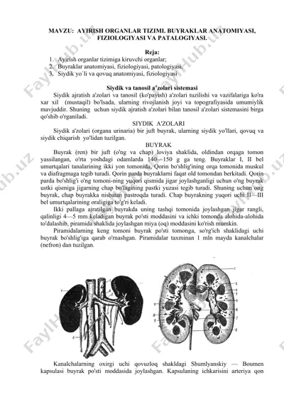 ayirish organlar tizimi va buyraklar anatomiyasi, fiziologiyasi va patologiyasi — DOCX