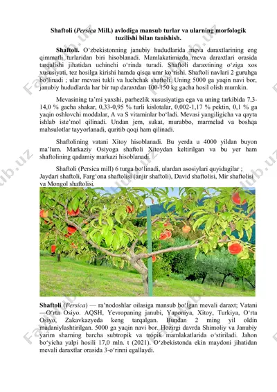 shaftoli (persica mill.) — DOCX
