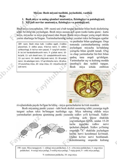 bosh miyani tuzilishi, joylashishi, vazifasi — DOCX