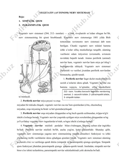 vegetativ (avtonom) nerv sistemasi — DOCX