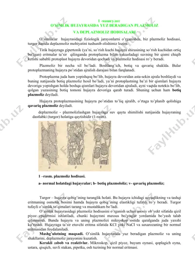 plazmoliz va deplazmoliz — DOCX