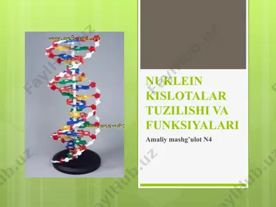 nuklein kislotalar tuzilishi va funksiyalari — PPT