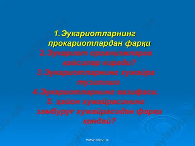 эукариотлар — PPT