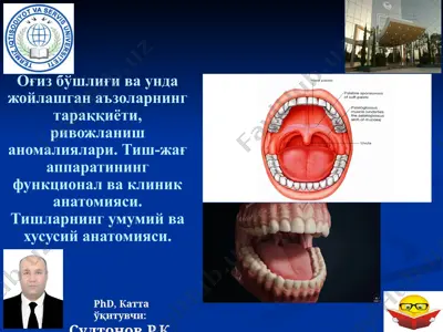 оғиз бўшлиғи ва унда жойлашган аъзоларнинг тараққиёти, ривожланиш аномалиялари. тиш-жағ аппаратининг функционал ва клиник анатомияси. тишларнинг умумий ва хусусий анатомияси. — PPTX