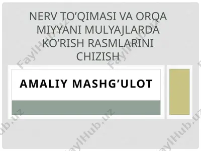 nerv to’qimasi va orqa miyyani mulyajlarda ko’rish rasmlarini chizish — PPTX