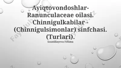 ayiqtovondoshlar - ranunculaceae oilasi. chinnigulkabilar - (chinnigulsimonlar) sinfchasi. (turlari) — PPTX