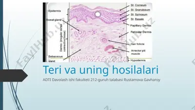 teri va uning hosilalari — PPTX