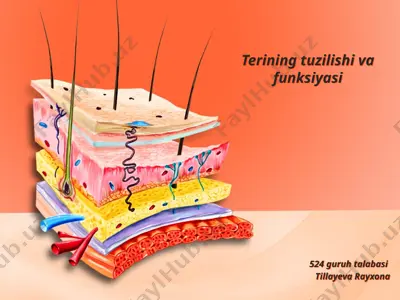 teri tuzilishi va funksiyasi — PPTX