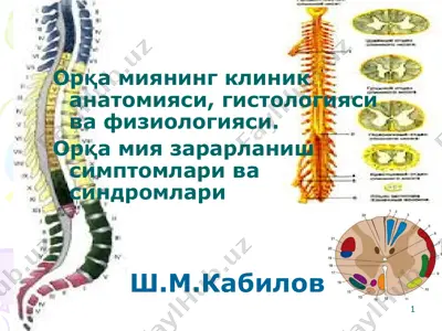 орқа миянинг клиник анатомияси, гистологияси ва физиологияси — PPT