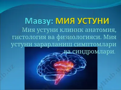 miya ustuni — PPT