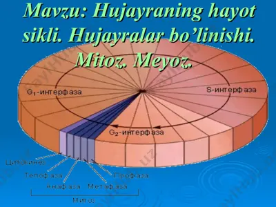 hujayraning hayot sikli. hujayralar bo’linishi. mitoz. meyoz. — PPT