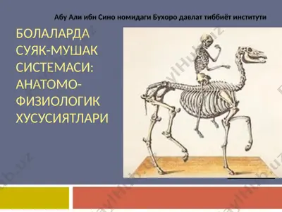 болаларда суяк-мушак системаси: анатомо-физиологик хусусиятлари — PPT