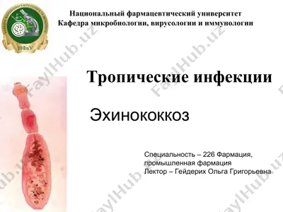 эхинококкоз — PPT
