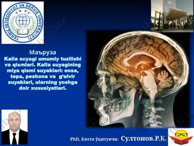 kalla suyagi umumiy tuzilishi va qismlari — PPTX