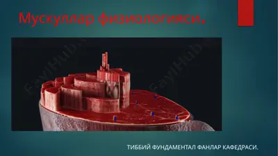 musqullar fizyologiyasi — PPTX