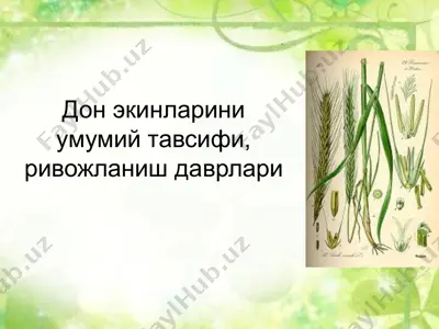 don ekinlarini umumiy tavsifi, rivojlanish davrlari — PPTX