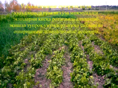 tuproq unumdorligi va oshirishning ilmiy-amaliy asoslari — PPTX