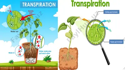 transpiratsiya — PPTX