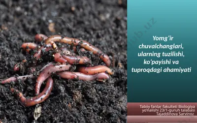 yomg’ir chuvalchanglari, ularning tuzilishi, ko’payishi va tuproqdagi ahamiyati — PPTX