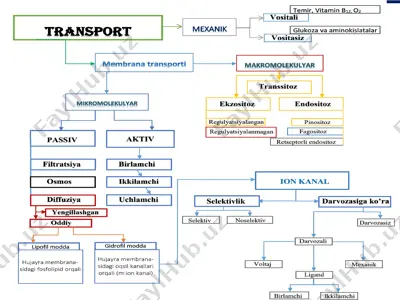 aktiv transport — PPTX