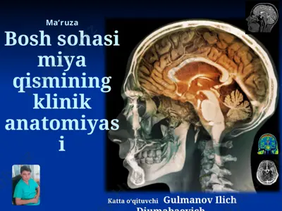 bosh sohasi miya qismining klinik anatomiyasi — PPTX