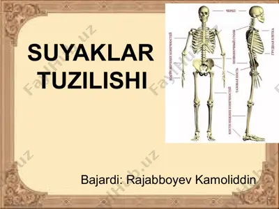 suyaklar tuzilishi — PPTX