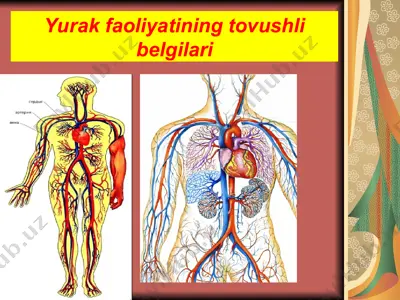 yurak faoliyatining tovushli belgilari — PPT