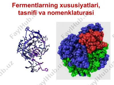 fermentlarning xususiyatlari, tasnifi va nomenklaturasi — PPTX