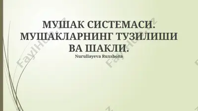 mushak sistema — PPTX