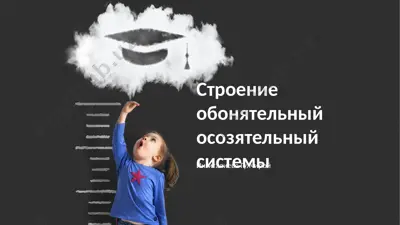 строение обонятельной осозятельный системы — PPTX