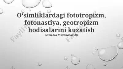geotropizm, fototropizm, fotonastiya hodisalari — PPTX