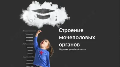строение мочеполовых органов — PPTX