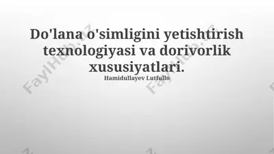 do'lana o'simligini yetishtirish texnologiyasi va dorivorlik xususiyatlari — PPTX