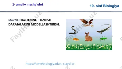 hayotning tuzilish darajalarini modellashtirish — PPT