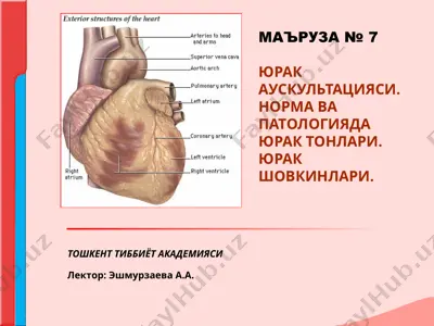 yurak auskultatsiyasi. norma va patologiyada yurak tonlari. yurak shovkinlari — PPT
